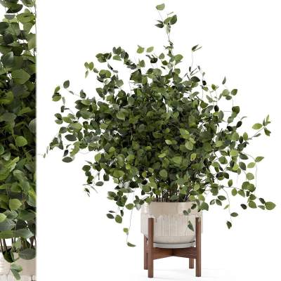 现代绿植盆栽 吊篮